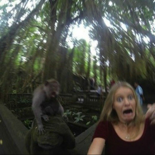Illustration for article titled This Woman's Selfie with a Monkey Ended Very, Very Badly